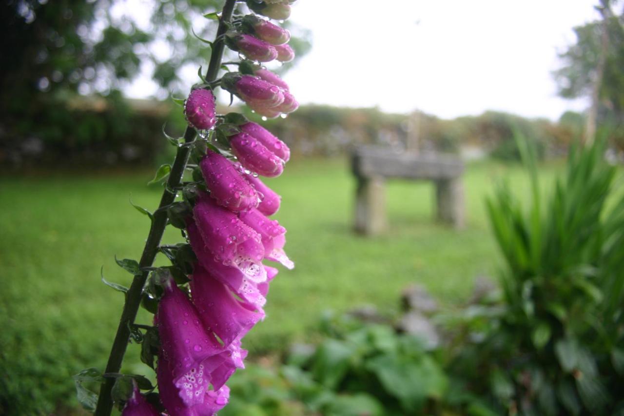Wicklow Way Lodge Eksteriør billede